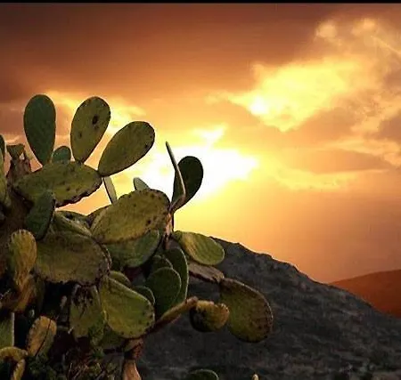 Prickly Pear House Guest house
