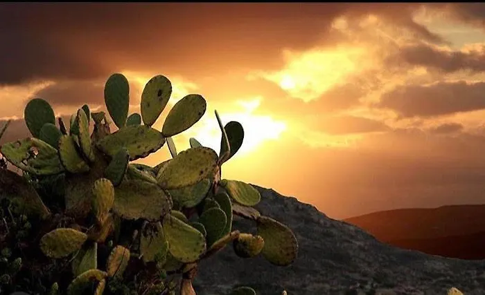 Prickly Pear House Pensionat